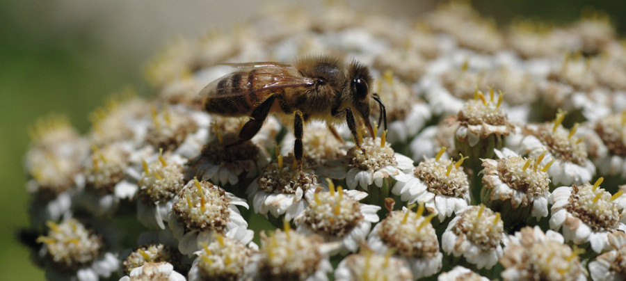 Nahaufnahme einer einzelnen Biene auf einer Gruppe von mehereren kleinen Blüten.